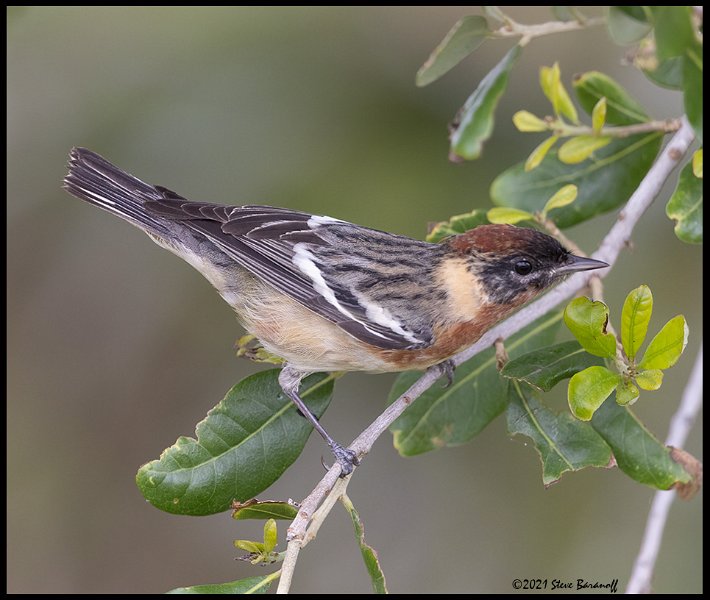 _B216812 bay-breasted warbler.jpg